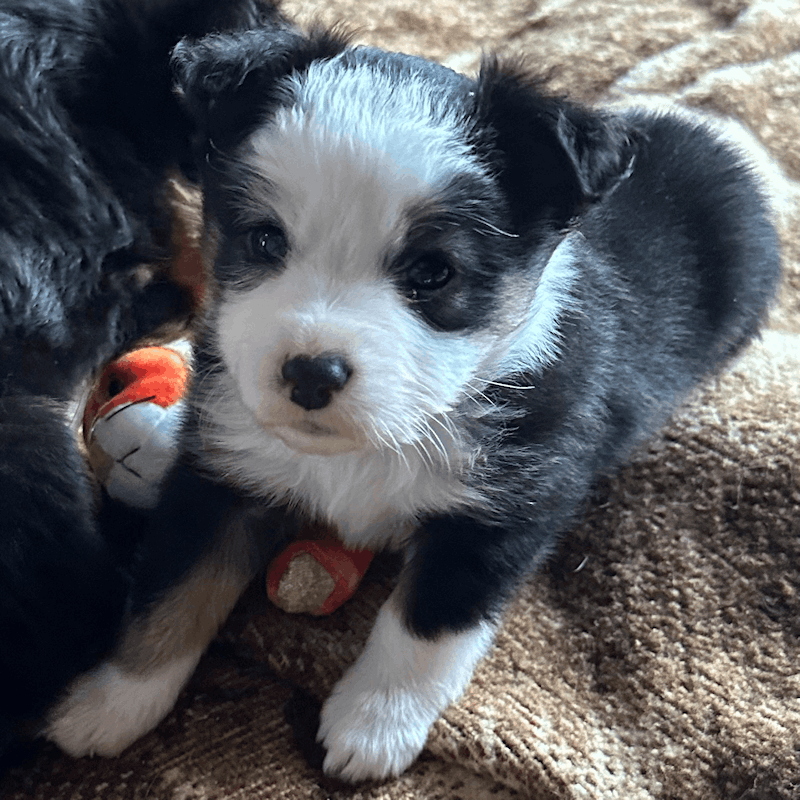 Floppy
