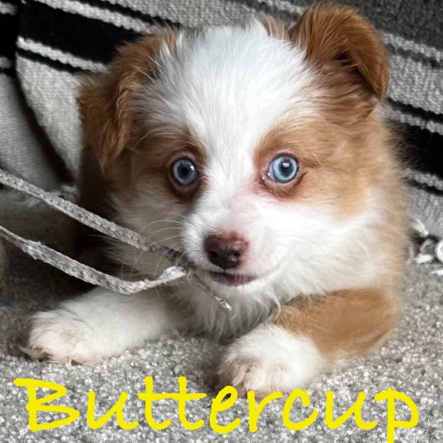 Buttercup, from BeeGee and Buzz