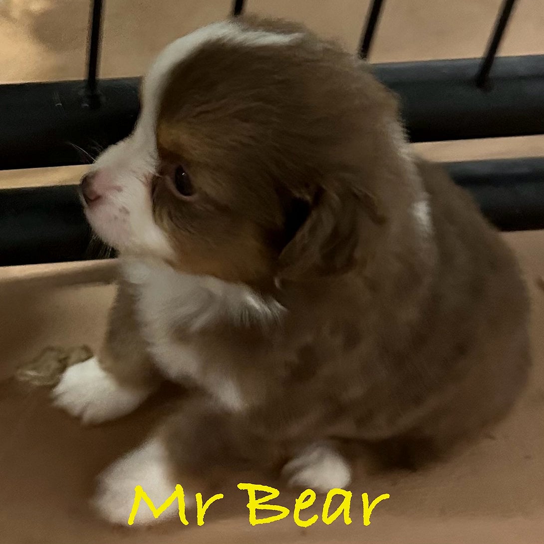 Mr Bear, son of Lady & Buzz
